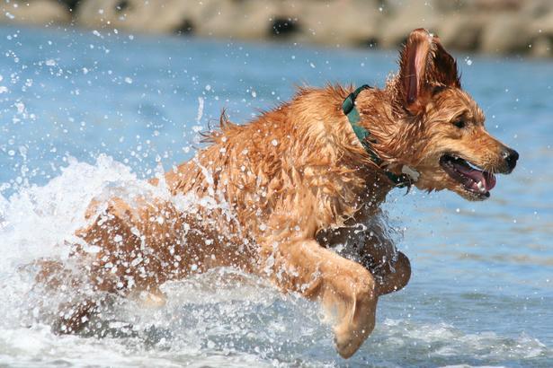 Пляжи для собак и их владельцев