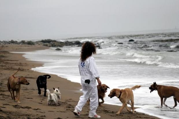 Пляжи для собак и их владельцев