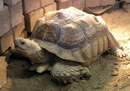 Черепахи – нежные долгожители