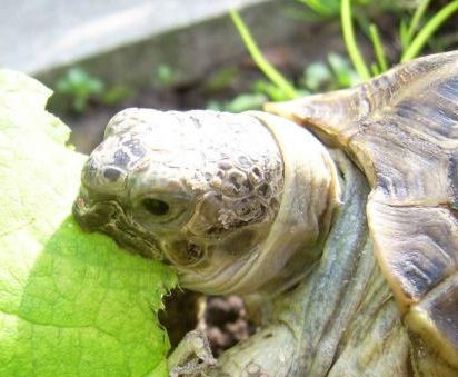 Черепахи – нежные долгожители