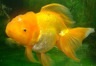 Золотые рыбки: без желудка, но с аппетитом