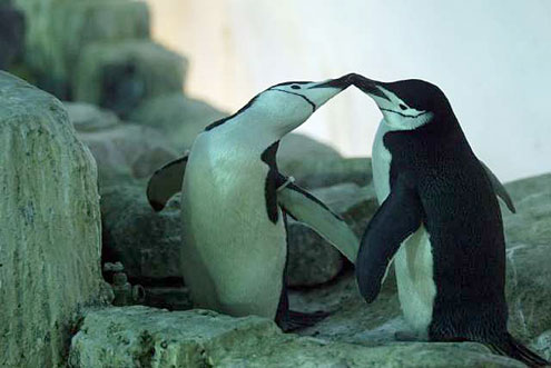 Пингвины-геи из Нью-Йорка