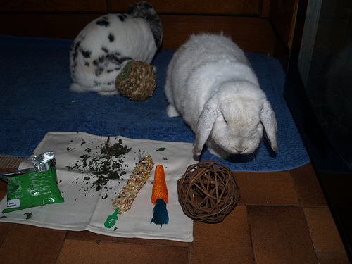 Игры и игрушки для кроликов