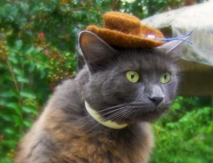 Шляпы и шляпки для котов и кошечек