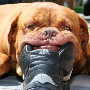 Топ-10 смешных фото собак этой недели!