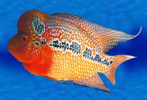 Флауэрхорн – китайская рыба удачи