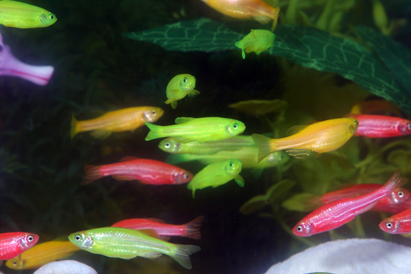 Флюоресцентные рыбки