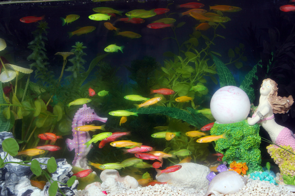 Флюоресцентные рыбки