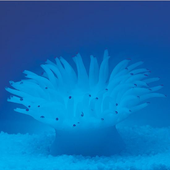 Искусственные кораллы для аквариума