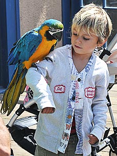Сын Гвен Стефани нравится птицам