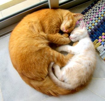 Подборка недели: спящие коты!