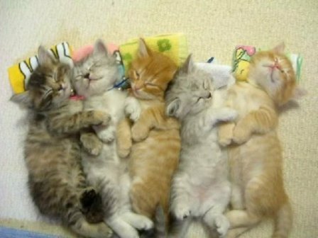 Подборка недели: спящие коты!