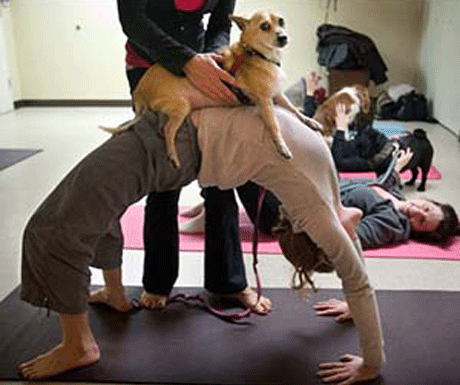 Йога для собак