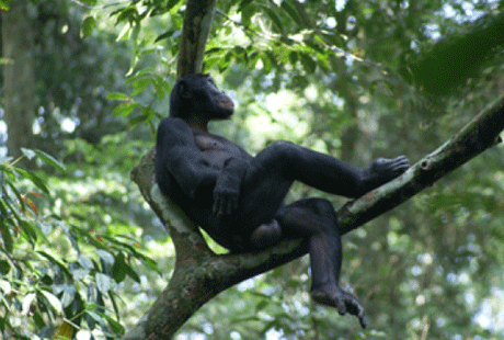 Сваха для шипанзе