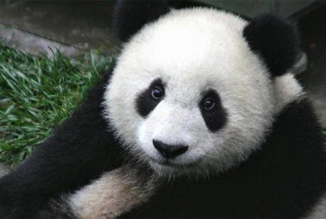 Ухаживать за пандами – лучшая работа в мире