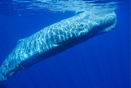 В Тихом океане выросла популяция китов