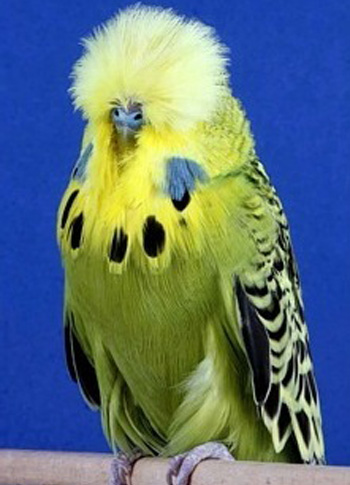 Шоу «сливок» общества волнистых попугайчиков