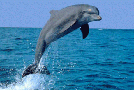 Дельфины танцуют ради своего удовольствия