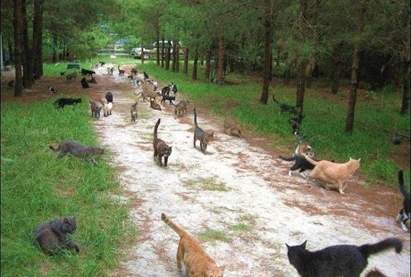 Ранчо для котов во Флориде