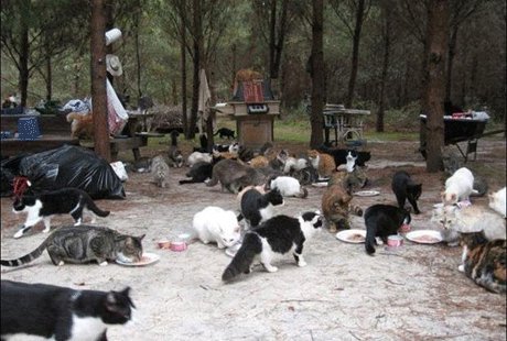 Ранчо для котов во Флориде